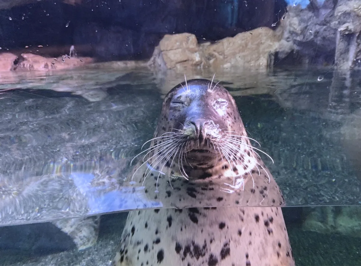水面でのんびりしてるアザラシ