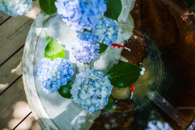 涼しげな水辺の紫陽花と金魚