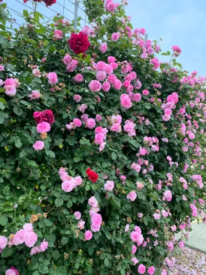綺麗なピンクの薔薇
