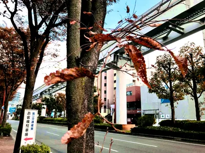 平和通り秋色