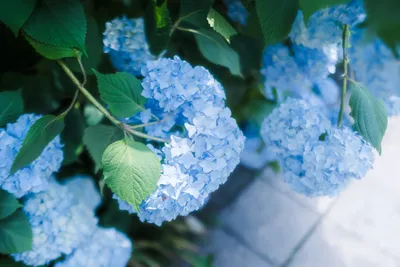 爽やかなブルーの紫陽花