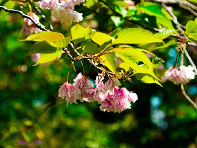 山桜