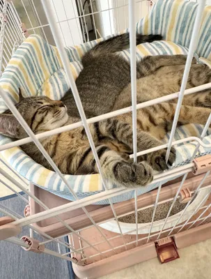 寝心地抜群の猫たちの午後のひととき