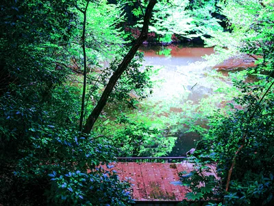 明治神宮手池