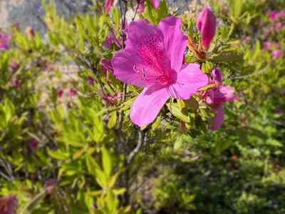 ツツジ_春_ピンク_花