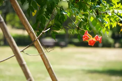 夏の日差しに映えるオレンジの花