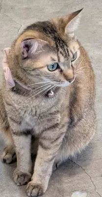 シュシュ１