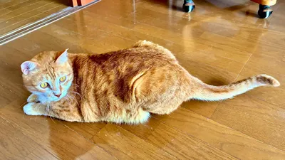 香箱座りする猫