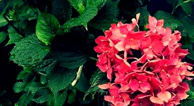 紫陽花