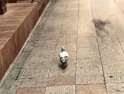 商店街の中に鳩