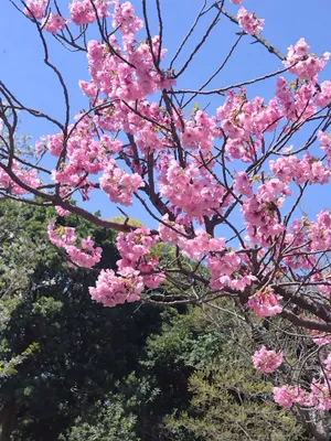 春の始まり