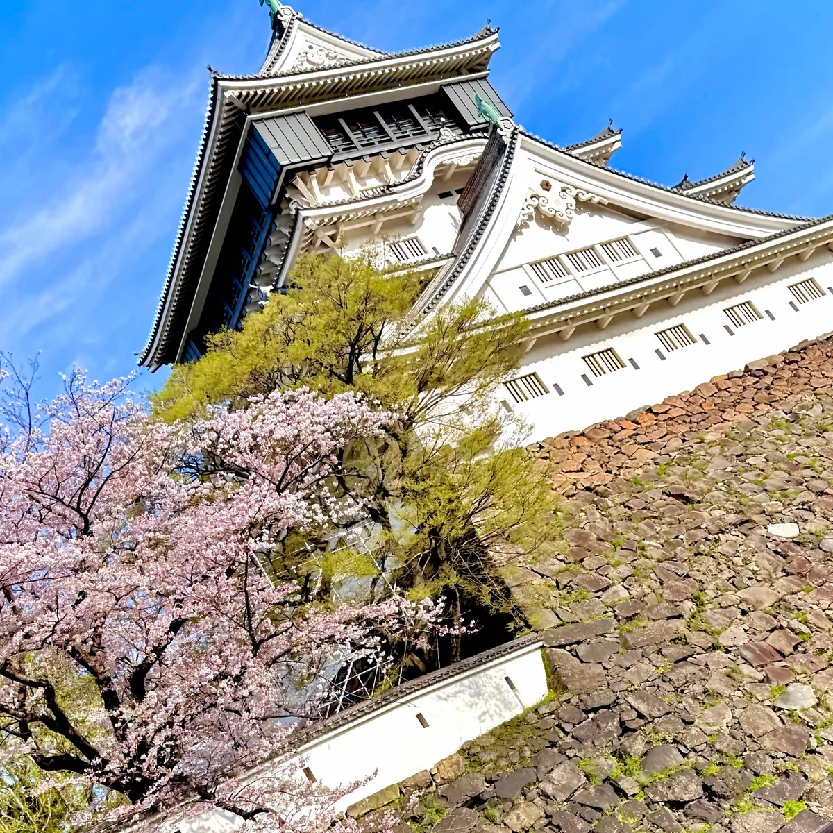 小倉城の春