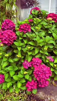 紫陽花