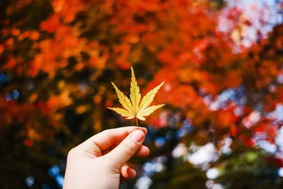 秋の紅葉を手に取る瞬間