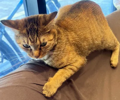 リラックスするソファの猫