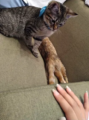 ソファで遊ぶ好奇心旺盛な猫