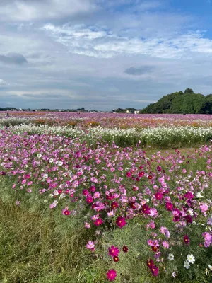 綺麗なコスモス畑2