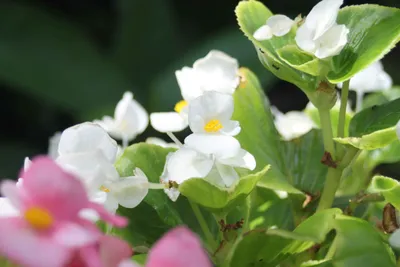 ベゴニアの花