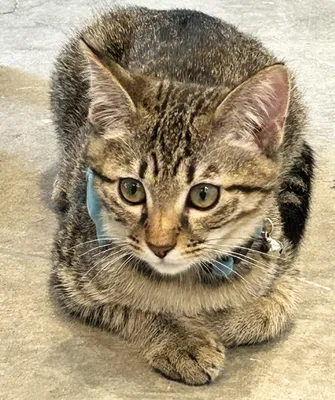静かにたたずむ小さな猫