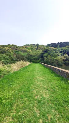 森へ続くため池の草の堤防道