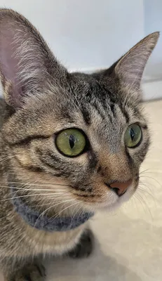 大きな瞳の可愛いキジトラ猫