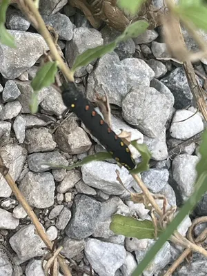モグモグ