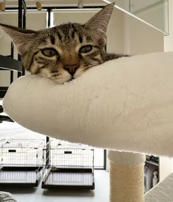 くつろぐ猫の穏やかなひととき