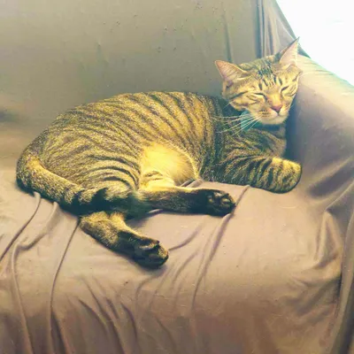寝てる猫