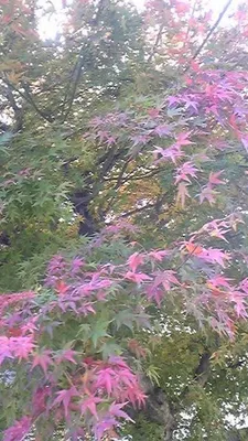 嵐山紅葉