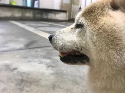 保護犬.雑種.動物愛護センター