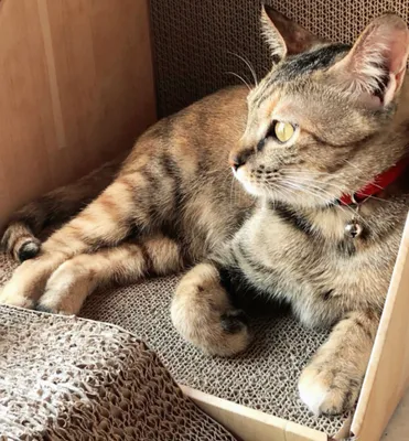 箱の中でくつろぐ猫