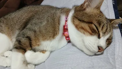 お昼寝中のねこ