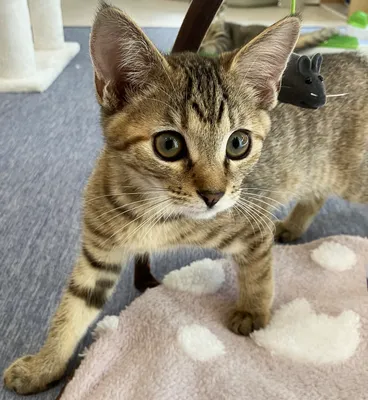 好奇心いっぱいの子猫の探検