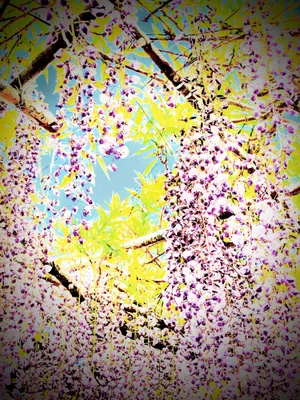藤の花