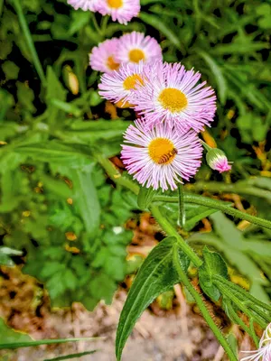 桃色の花2