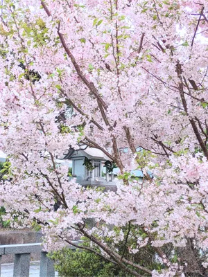植木 ラシクラボ天神 さくらと神社