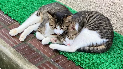 兄弟猫
