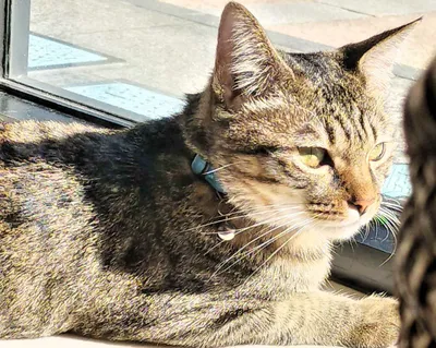 窓辺でくつろぐキジトラ猫