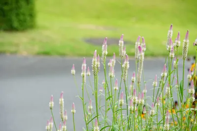 公園で咲く柔らかなピンクの花