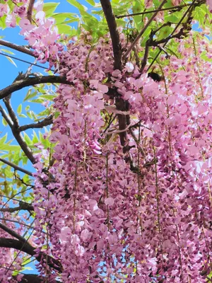 綺麗なピンクの藤の花