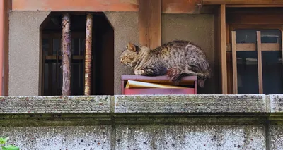 古民家の猫