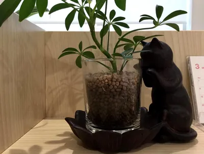 猫と緑