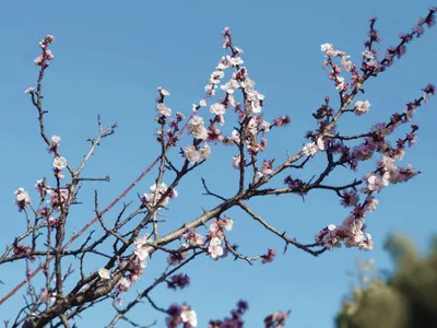 桜