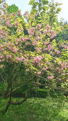 新緑に咲く八重桜