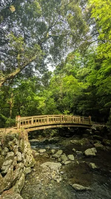 森と橋