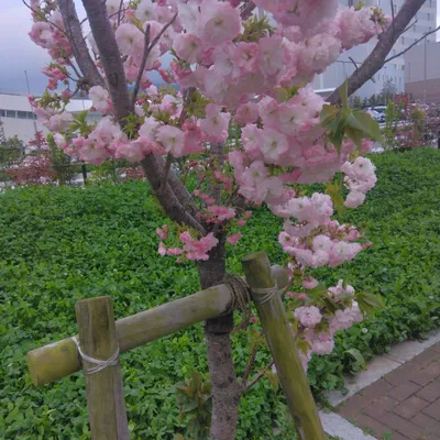 桜1