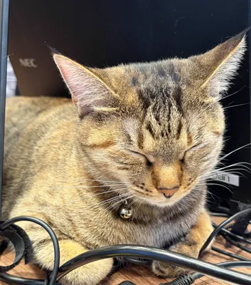 リラックスするオフィスの猫