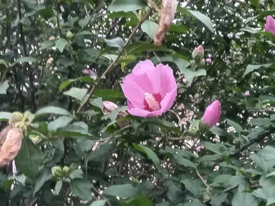 静かに咲く...