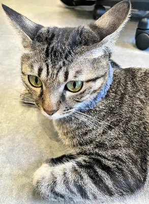 リラックスするグレーの猫