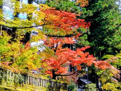 秋の日光東照宮・もみじ